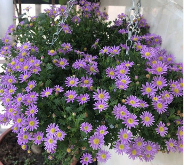 4月发文:新手养花,不如养盆花中精品"雁河菊",花香四溢