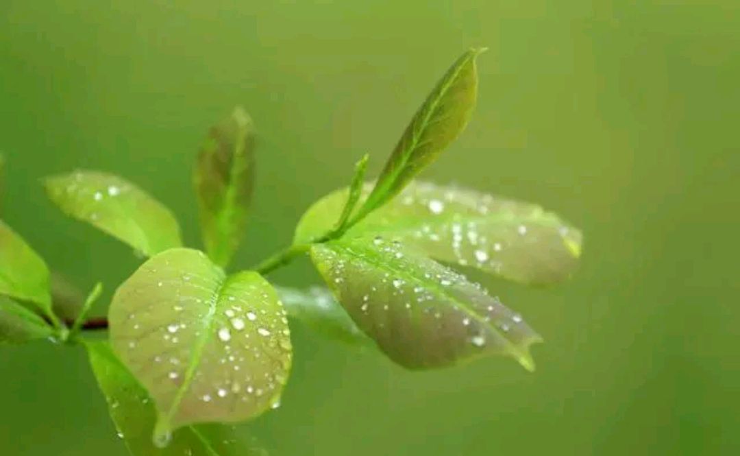 春天的早晨雨露凝珠