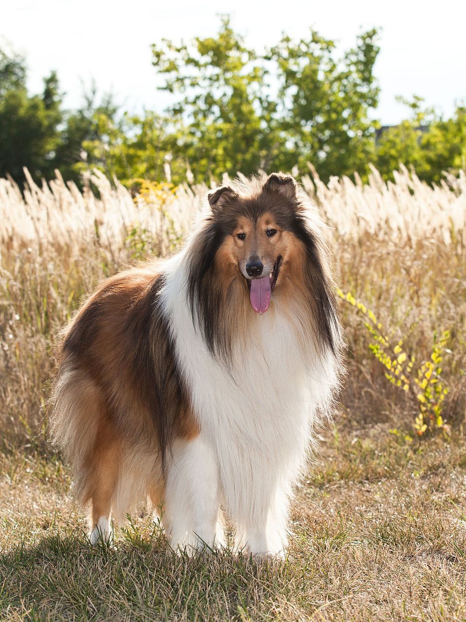 短毛苏格兰牧羊犬图片