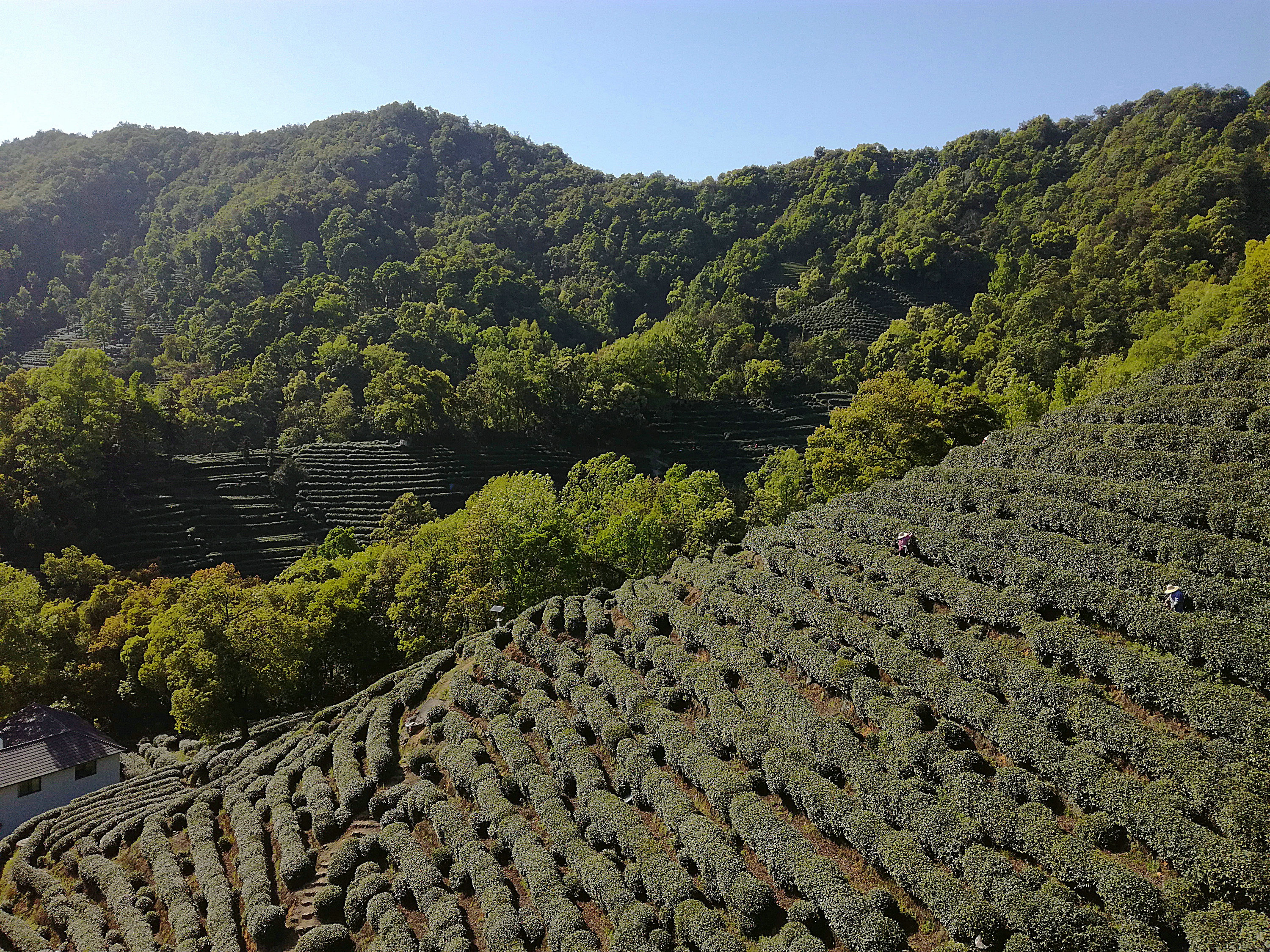 龍井茶與西湖龍井茶的差別