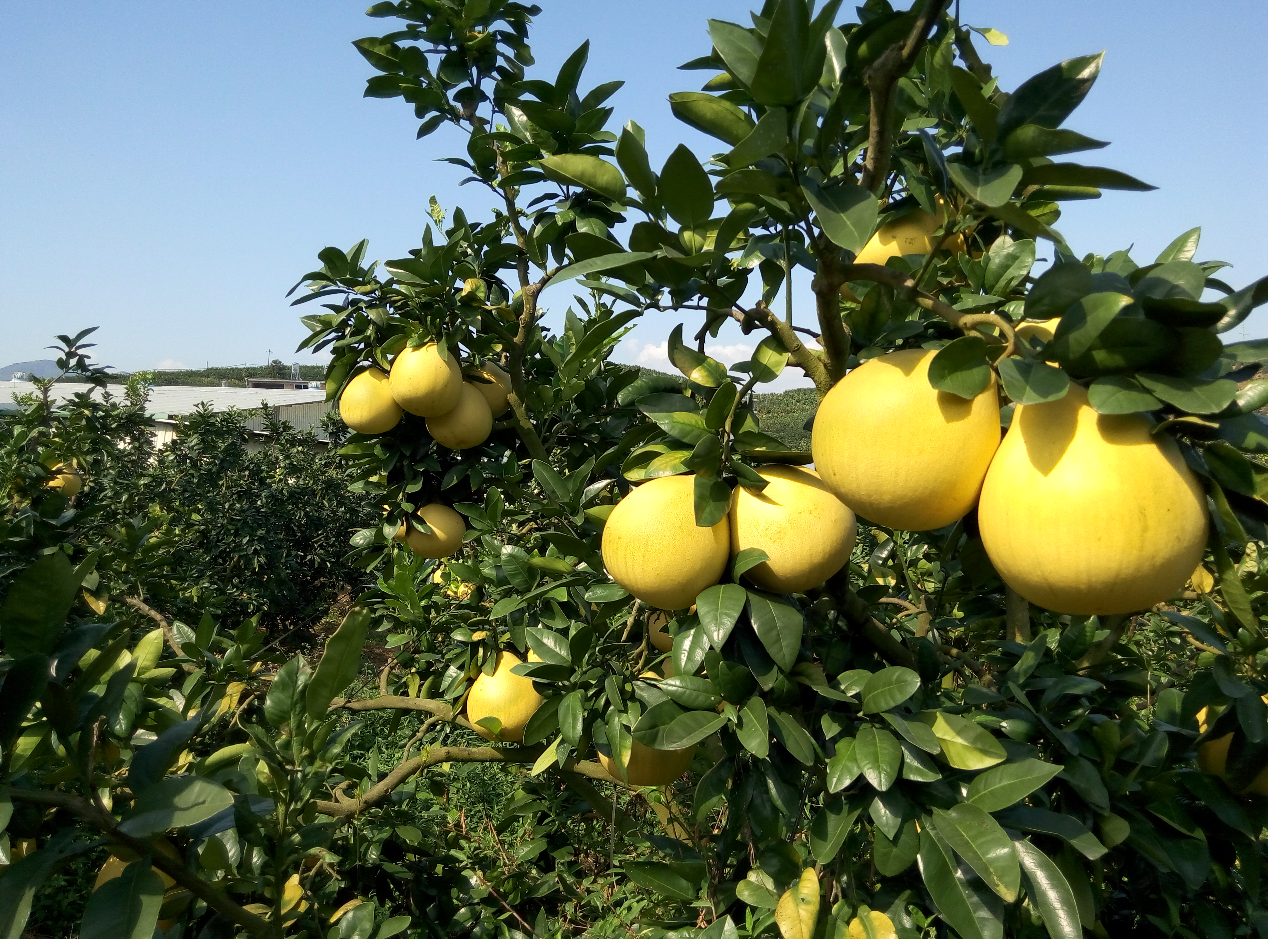 红心蜜柚苗挂果累累,帮助农民增收致富