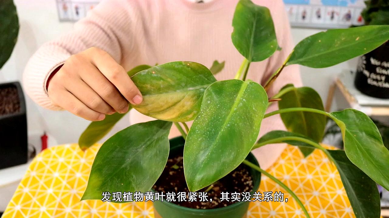 金钻蔓绿绒是一种漂亮的观叶植物.如何养好才能枝叶繁茂呢?