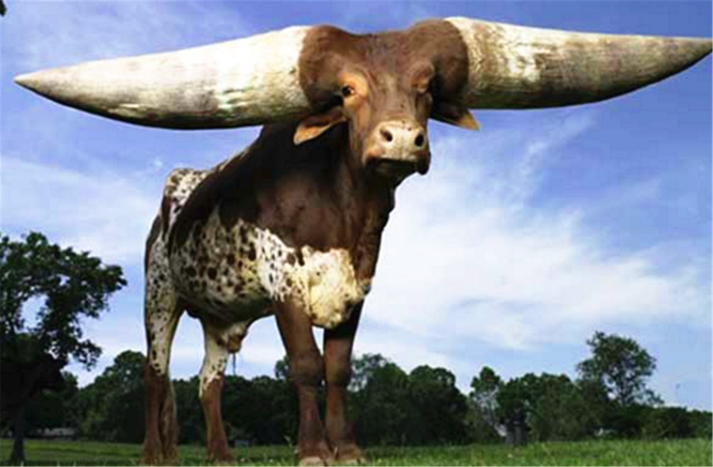 公牛lurch:首先声明,这不是ps,它来自非洲,一只牛角就有92.