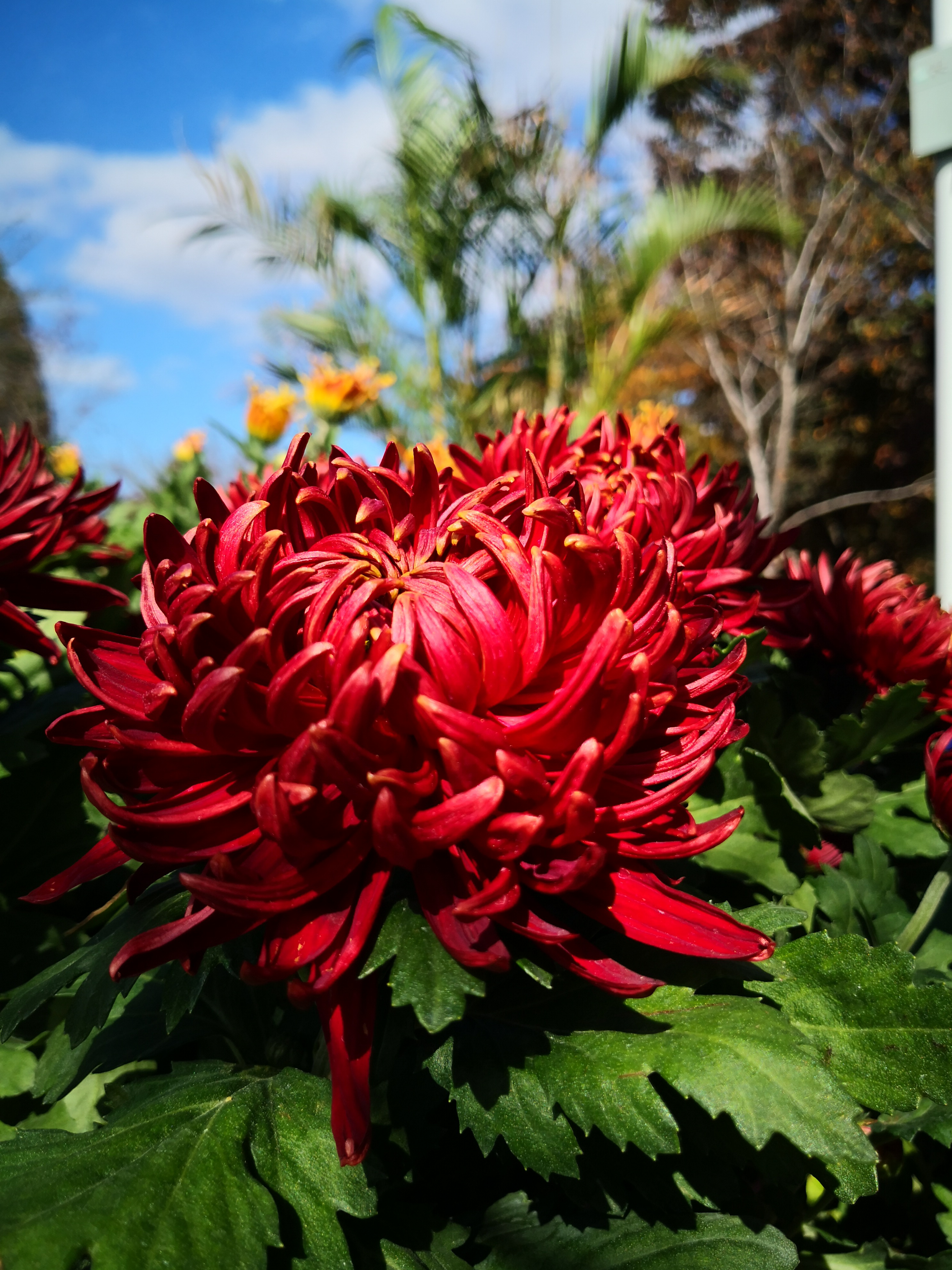 秋日青岛中山公园赏菊花