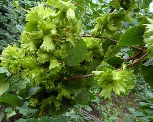 大榛子树病虫害防治-榛叶白粉病的防治技术