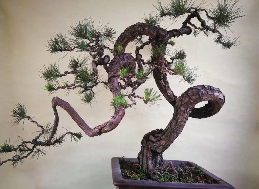 一棵山松弯又弯,五花大绑抬下山,盆栽3年值一千