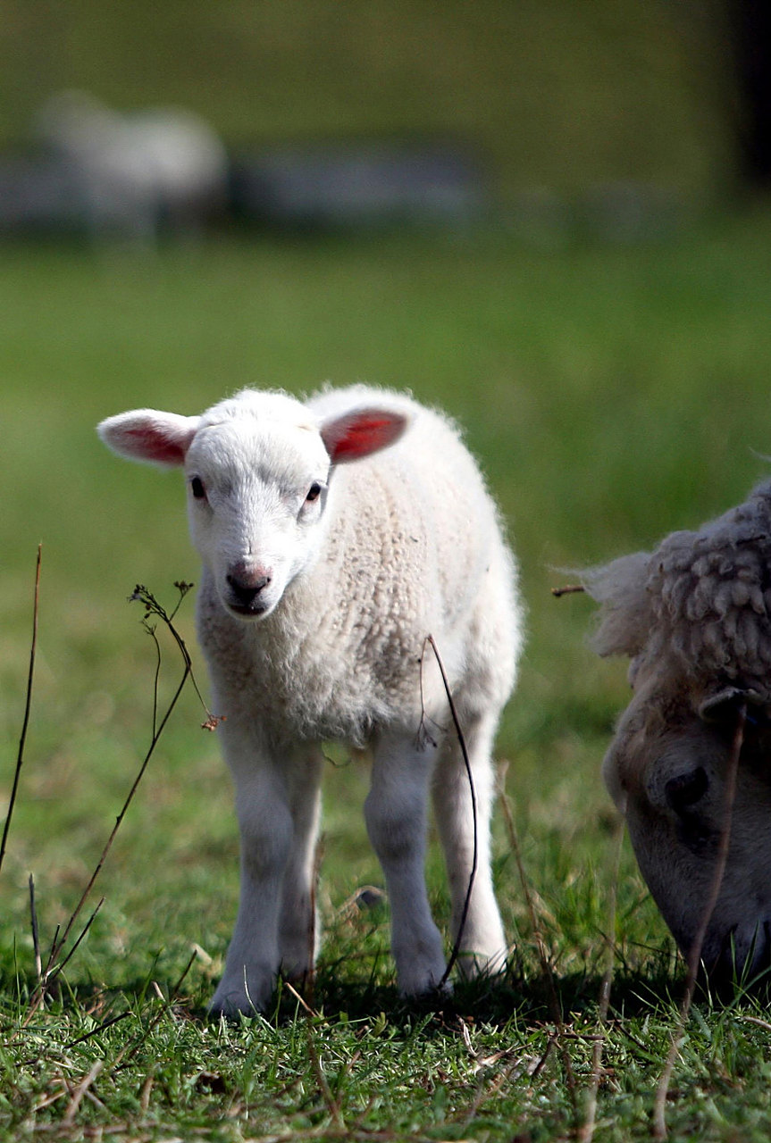 成语接龙之二六二:返哺之恩 【解释】: 返哺:雏鸟长大,衔食哺其母.