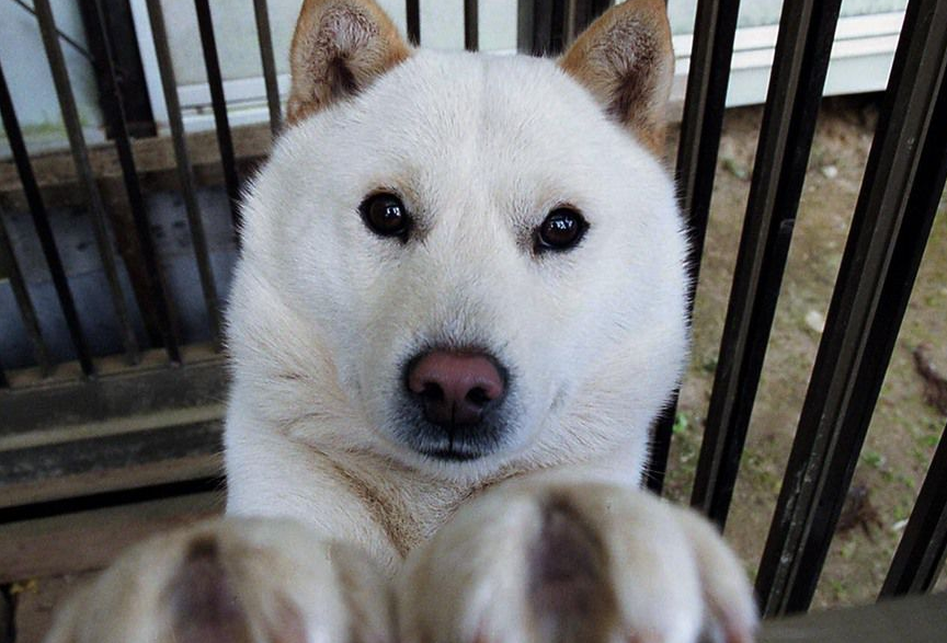 北海道犬,是原产自日本北海道的日本狗种,又称为"爱努犬"和"道犬".