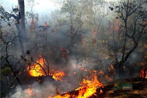 四川木里森林火灾警示,种植哪些植被是相对安全的,早知晓