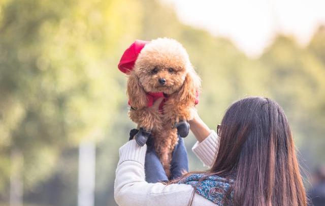 泰迪犬如果会说话,那么一定最想和主人说这5句话,看完泪目了!