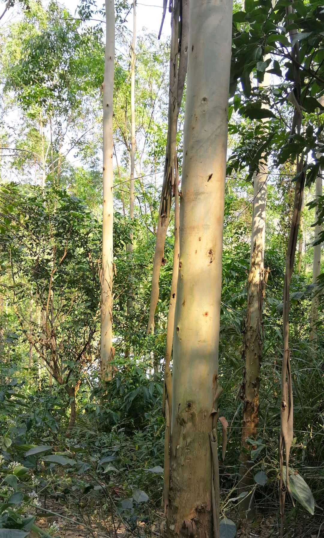 猜速丰桉树的树龄