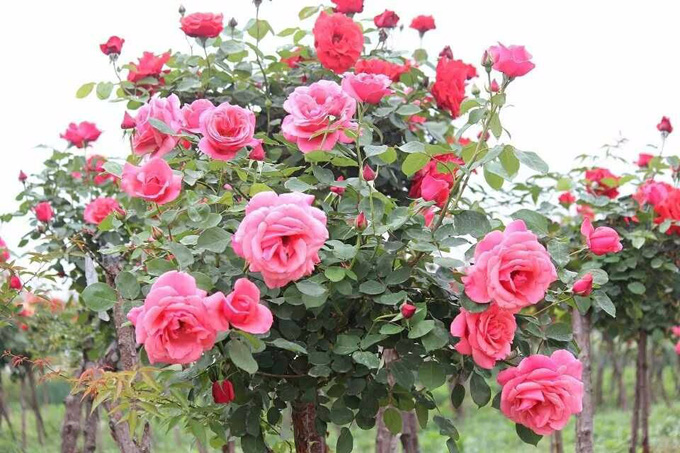 中国月季之乡月季花的种类,你了解吗?