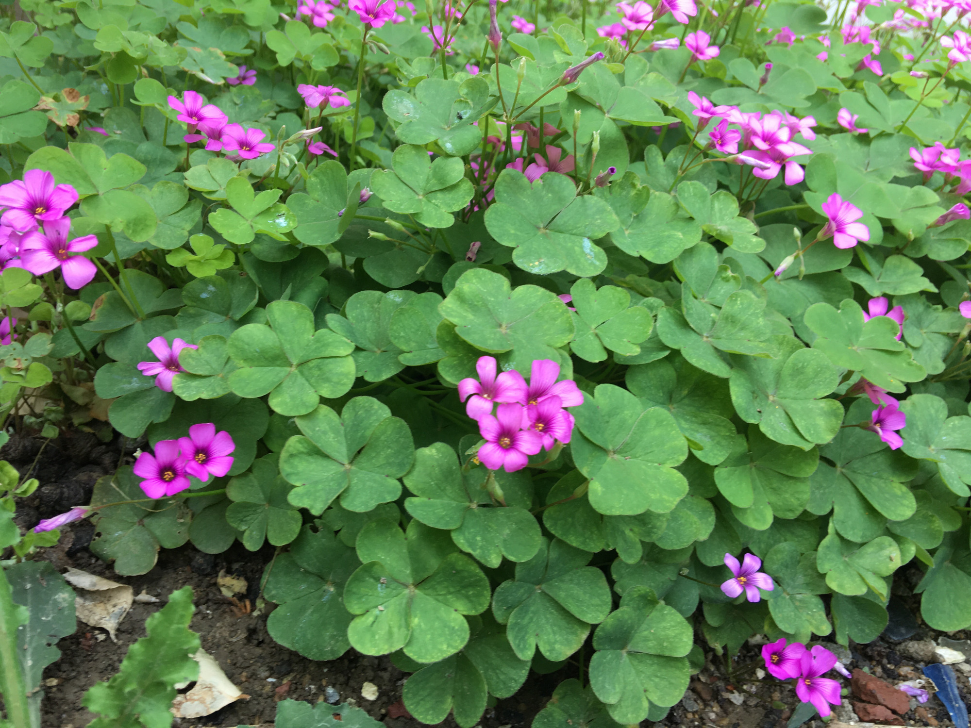 路边捡回1棵"三叶草",种花盆里大变样,开花爆盆,长成老桩