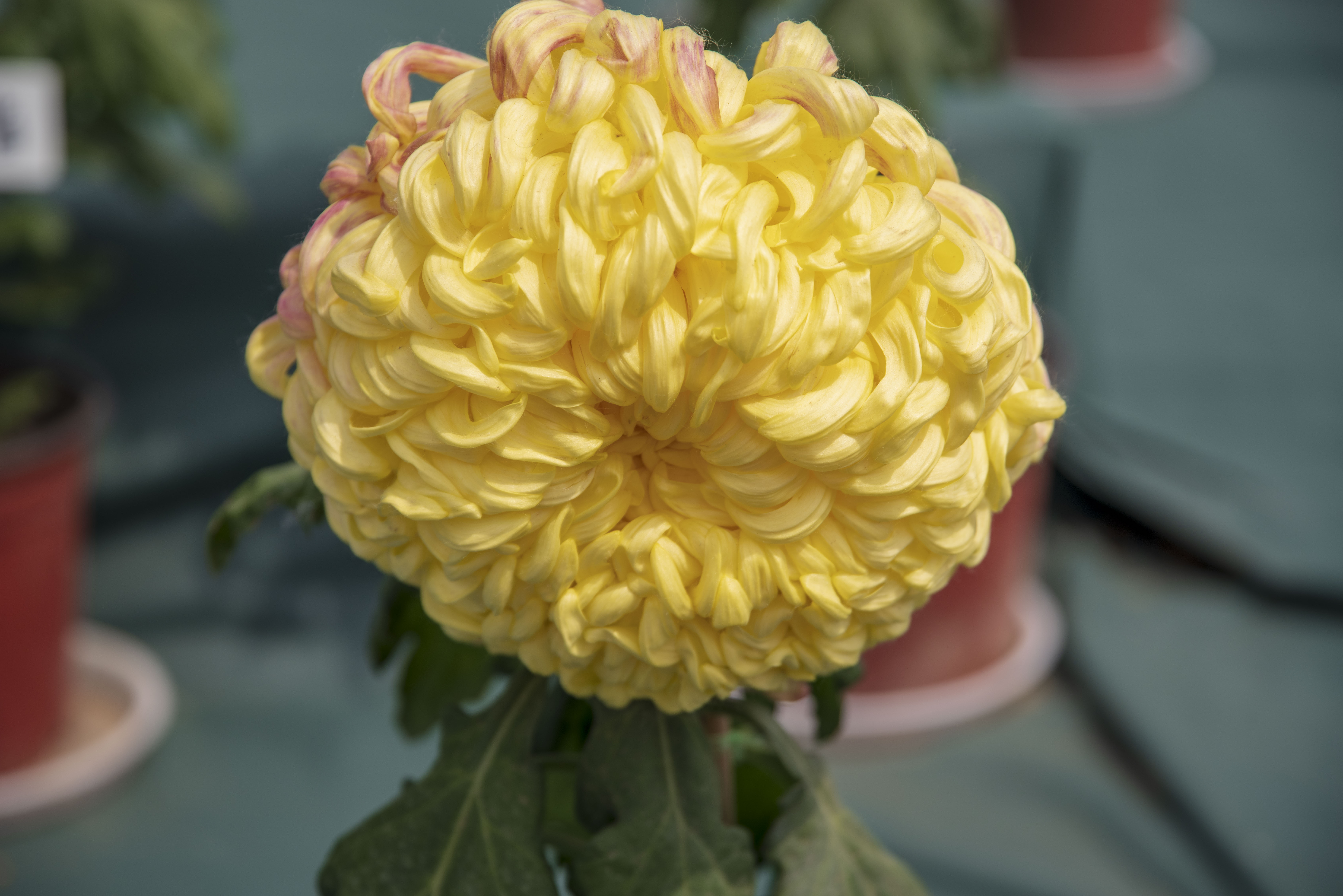 朵朵菊花,像姑娘待抛的绣球!