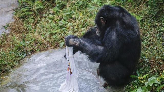 重庆黑猩猩给饲养员洗衣服