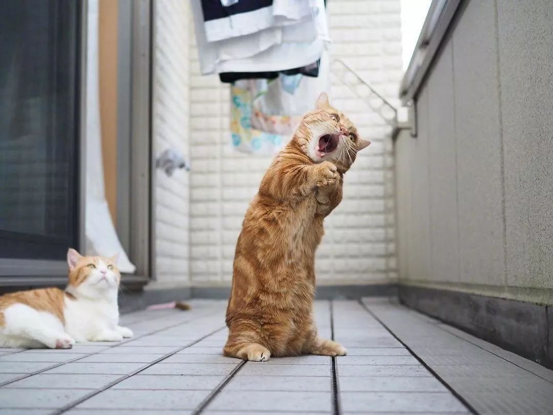 橘猫:其实我是灵魂歌者