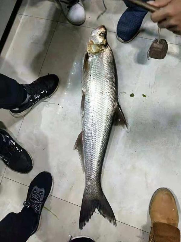 男子捕获罕见"白鱼王,重达40斤,上岸后引发热议