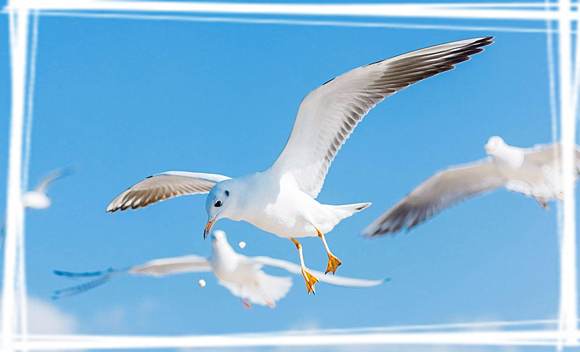 唯美飞翔的海鸥宽屏壁纸图片