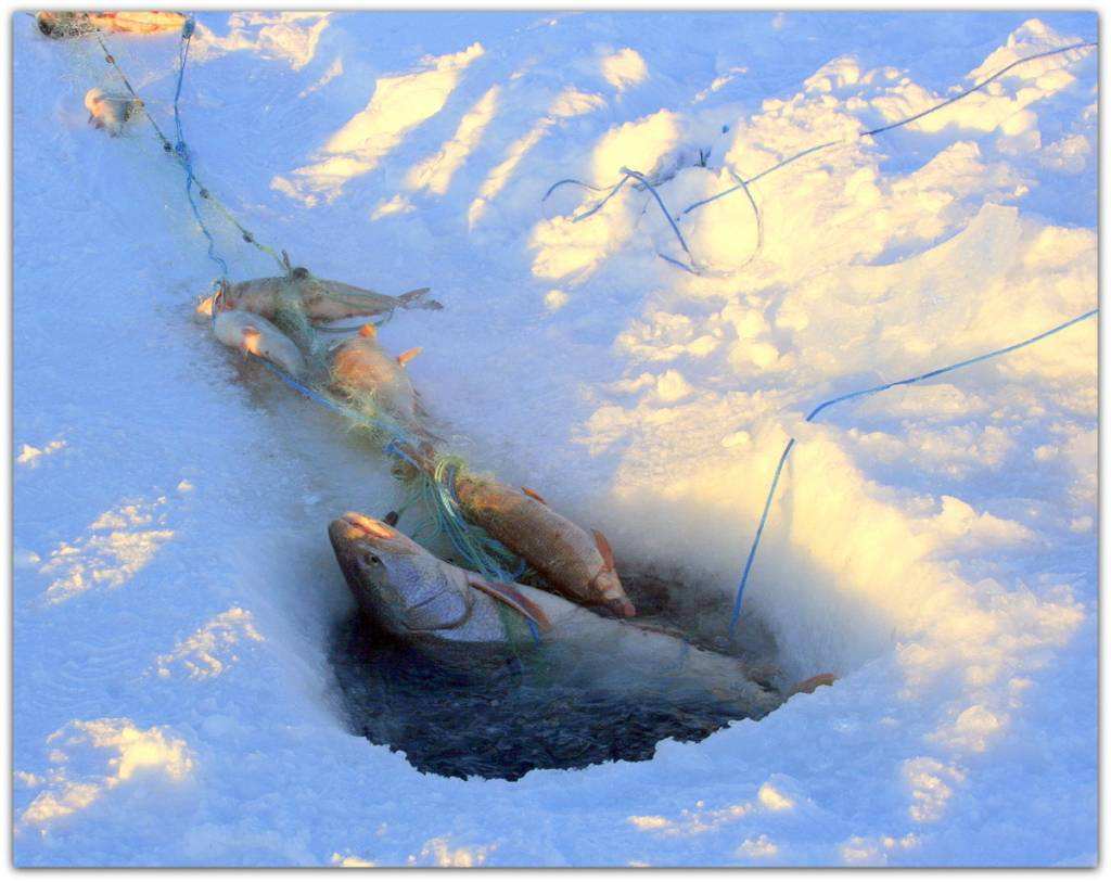 关于冰钓你了解多少