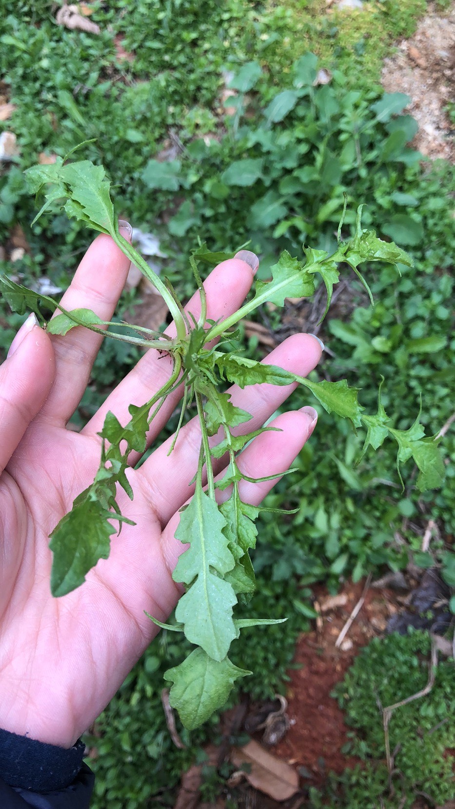 荠菜的样子全株图片