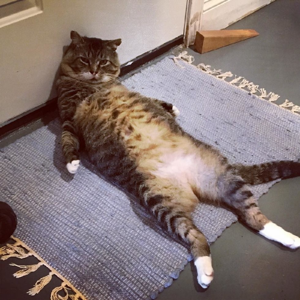 猫奴用爱融化,地痞流氓猫大转性成「暖萌帅店猫」的励志故事