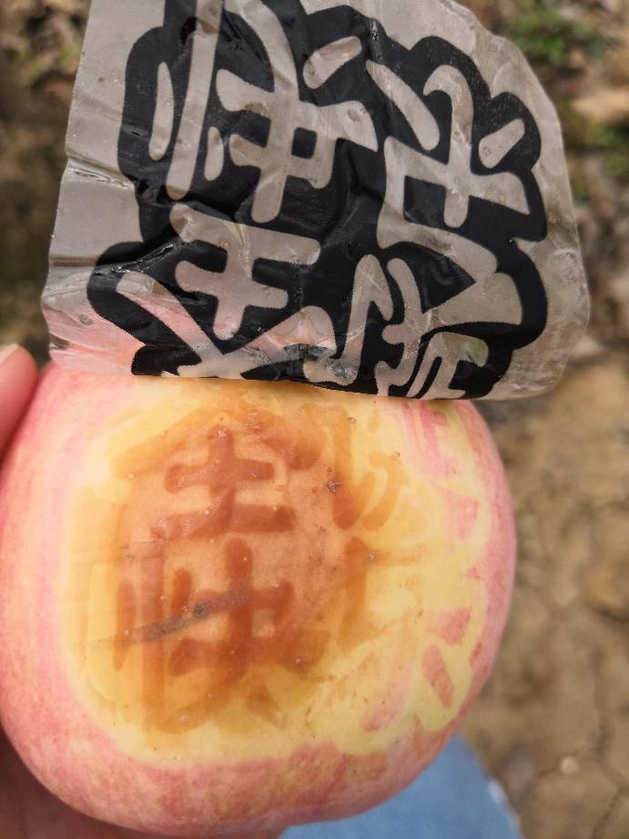 苹果果农贴字成本分析