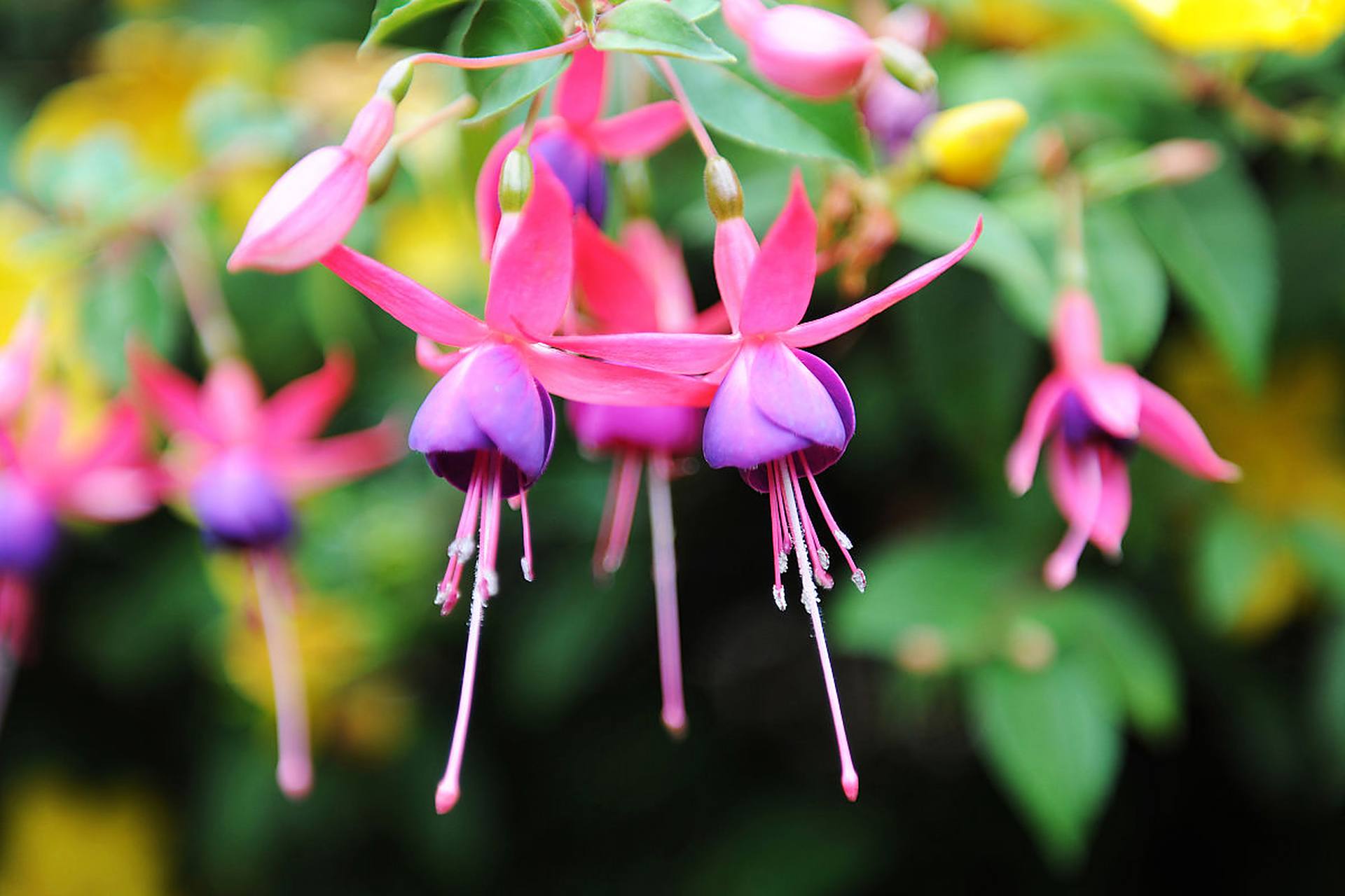 倒挂金钟,也被称为吊钟花,寓意着热情和活力.