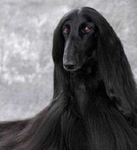 这个狗酷似"夜华",成为四海八荒第一美狗,配一次种要10万元