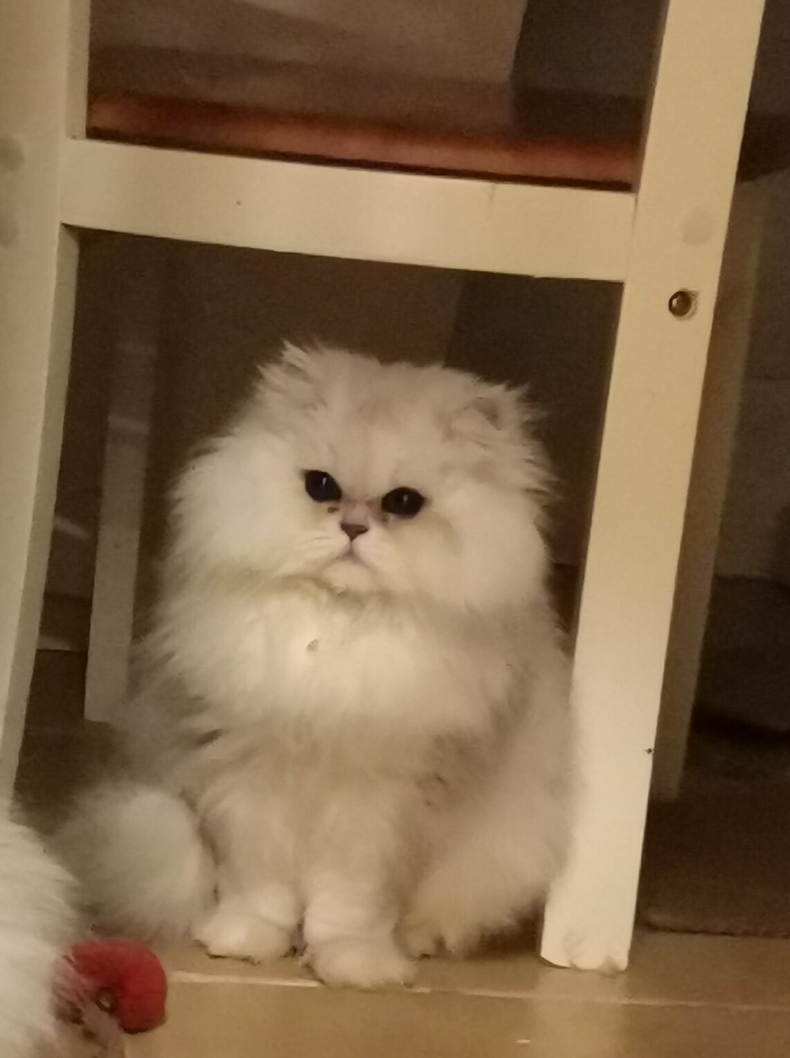 波斯猫抬头看主人,主人却表示很失落,真相原来很简单