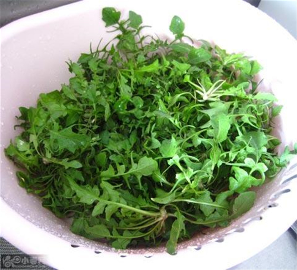 这种农村野菜,最受到人们的欢迎,又好吃又营养