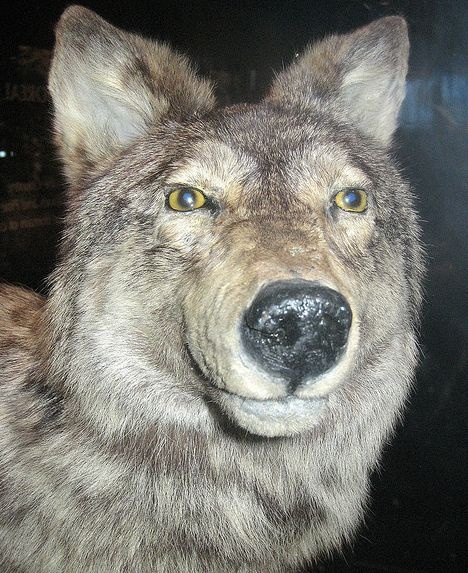 对纽芬兰狼你了解多少?纽芬兰狼知识大全