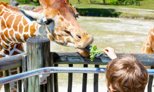 聊城滨河动物园,孩子在喂食长颈鹿.风景值得欣赏.