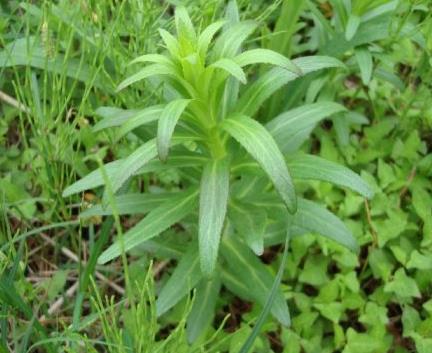 扯根菜,又名赶黄草,水杨柳等,是农村一种野草,扯根菜是菜也是药,含有