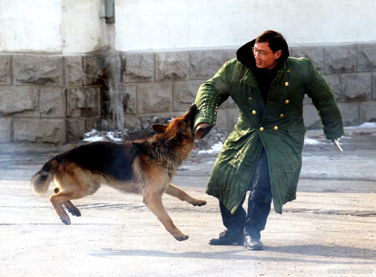 士兵和军犬背景图片图片