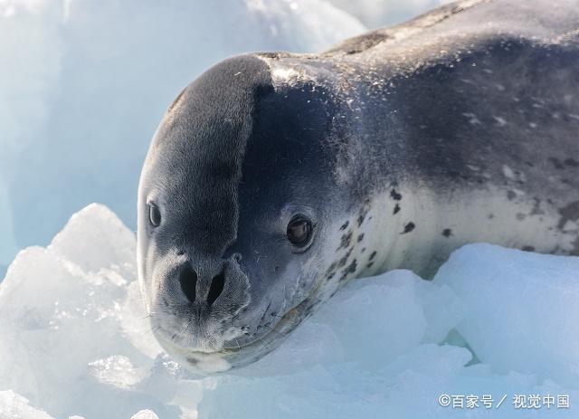 豹形海豹,了解一下,你会喜欢它