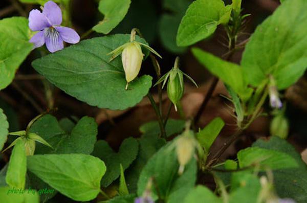 一种"野黄瓜"很珍贵,茎叶细软开紫花,价值高很多人不识货