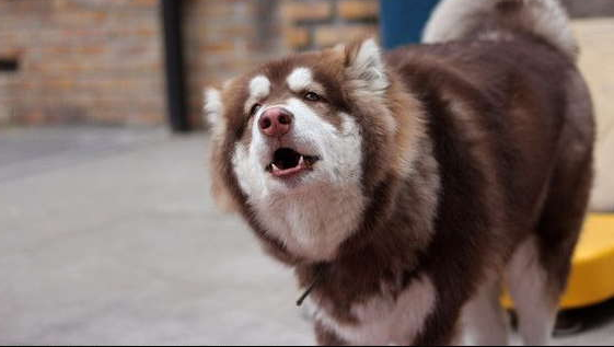 体长(自肩部起至骨盆后部)比肩高要长.