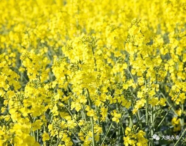 永泰梧桐油菜花图片