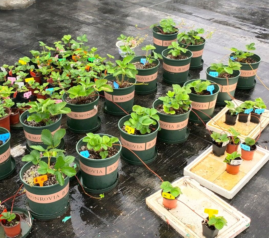 嫁接的草莓爆根了,趁着周末来移栽,累并快乐着,过年就喝草莓汁