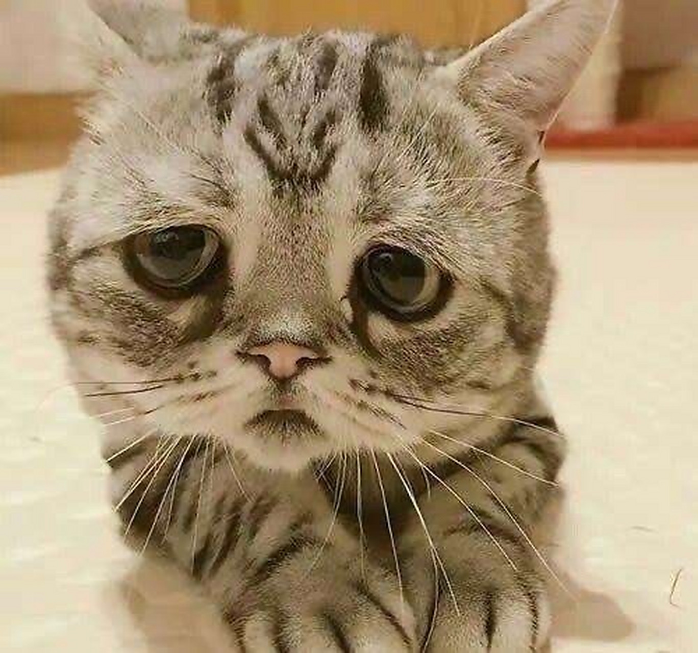 万物皆可云#【云吸猫】这家伙有点惆怅～一脸忧愁的表情!哈哈哈