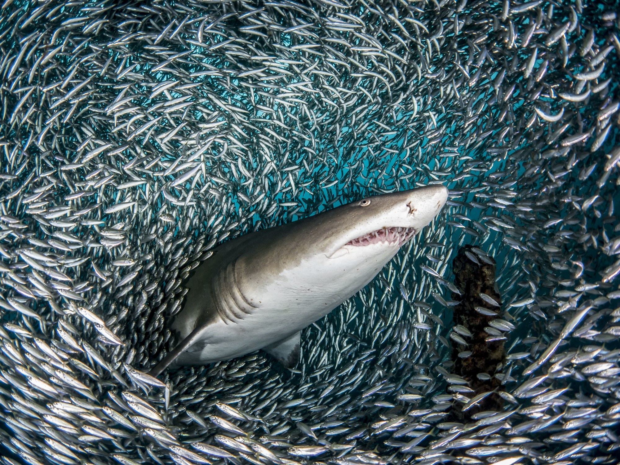 这是一只没有时间吃小鱼的沙虎鲨