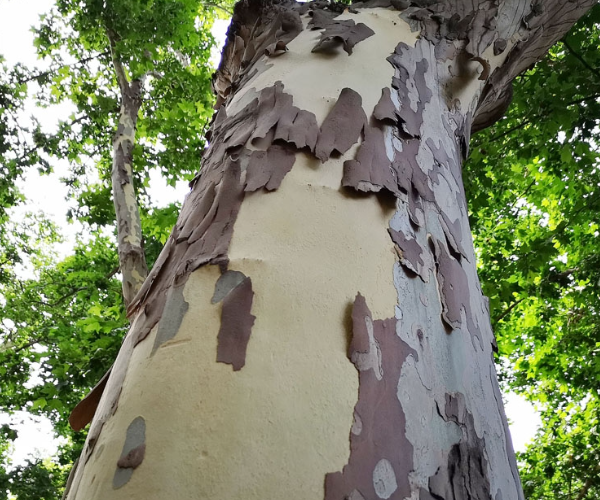 梧桐树出现大面积的脱皮现象,露出了嫩白的"肉".