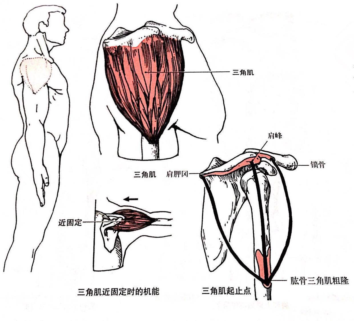 肩部包括多少肌肉?怎么能练好?这几个动作一定不能错过