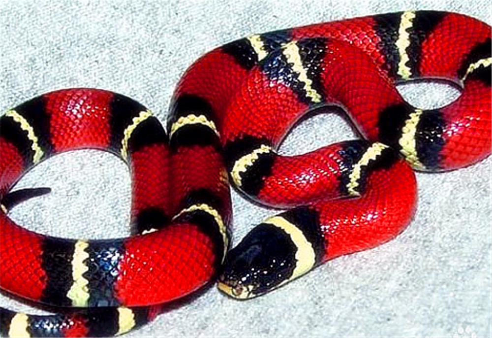 世界上最惊艳的7种蛇,色彩迷人,最后一种在国外成"家庭宠物"