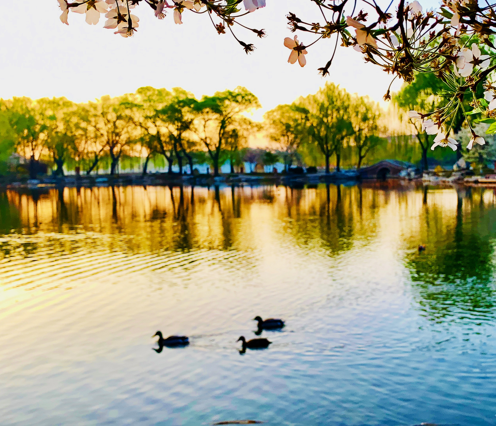 绿堤春晓 摄影 张美