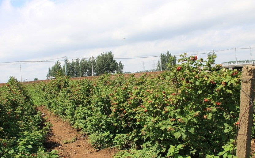 树莓正确的种植步骤,每一个方面都不能少,注意了才能种出好果子