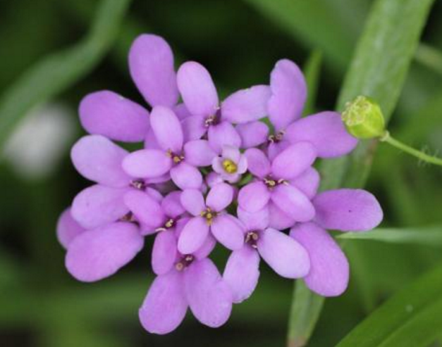 别错过"这5种",四季赏花,四季常青,净化空气