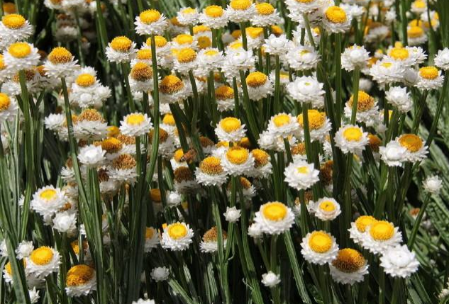 喜欢养菊花,不如养一盆"银苞菊",花开优雅"似美女",开90天