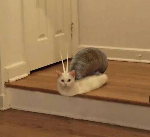 猫的后腿太长 已经把地板都撑破了 这应该是外星物种