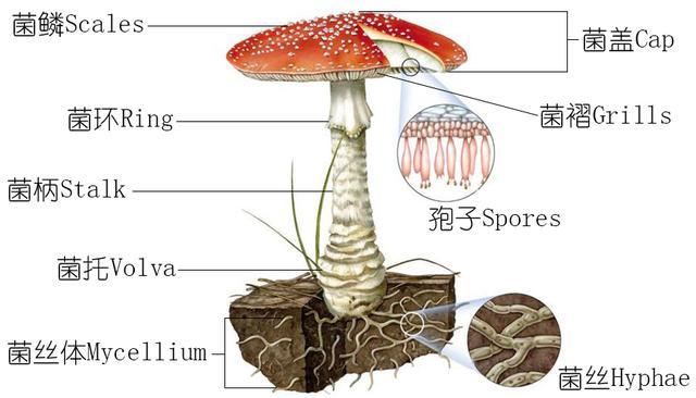 蘑菇的结构 名称图片